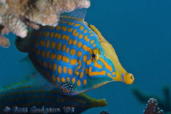 Longnose Filefish.  Ningaloo Reef, Western Australia.  Ca... by Ross Gudgeon 